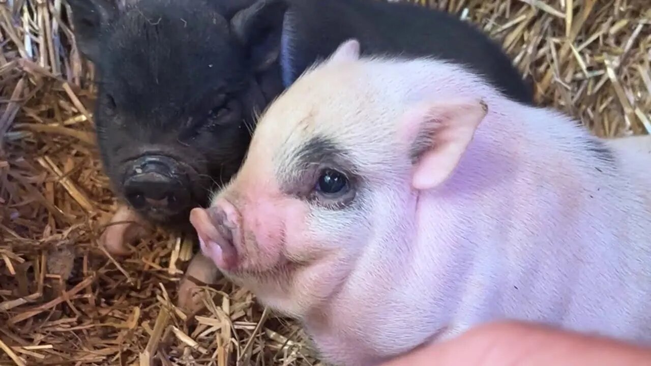 The cutest little piglets :)