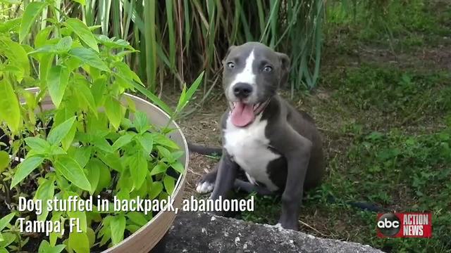 Puppy stuffed in backpack, abandoned in downtown Tampa-Digital Short