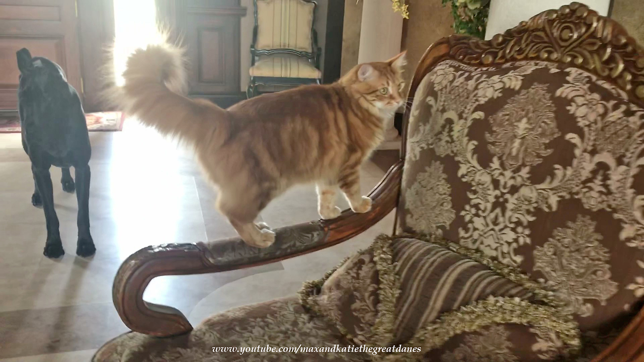 Clever cat shows off his talents to Great Dane