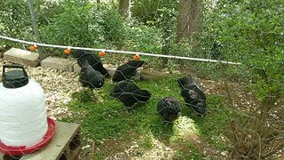 30 seconds of chickens part 21 enjoying some grass clippings