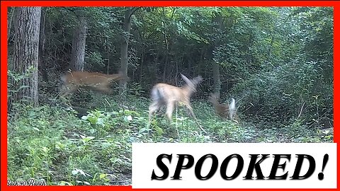 SPOOKED!