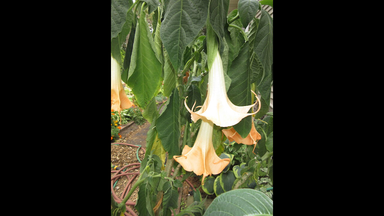 The Sound of Kindness Orange Datura Flower