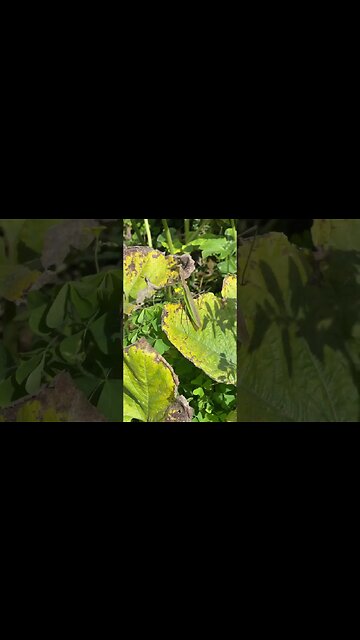 Praying Mantis, second one of the day September 5, 2023 #nature #outdoors #paryingmantis