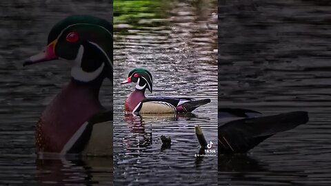 Wood Duck? | Photos | Sony A7RV