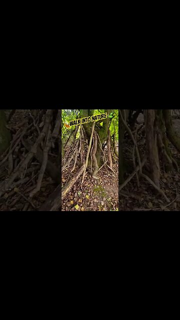 🍂Nature 🍃 #nature #naturelovers #wuauquikuna #naturespirit #naturebeauty #trees #naturewalk #vwt4