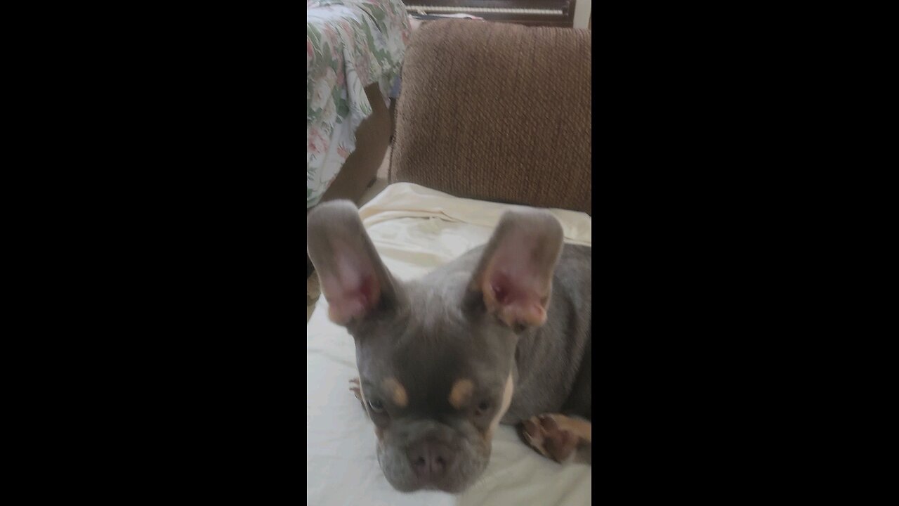 dog versus pretzel