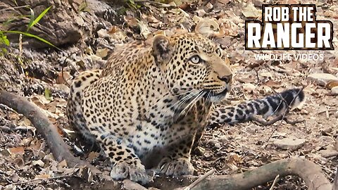 Leopard Cub And Mum | Maasai Mara Safari | Zebra Plains