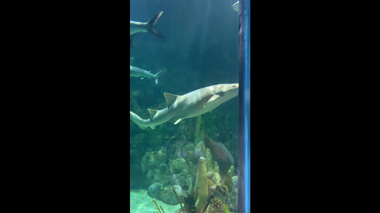 Sharks!