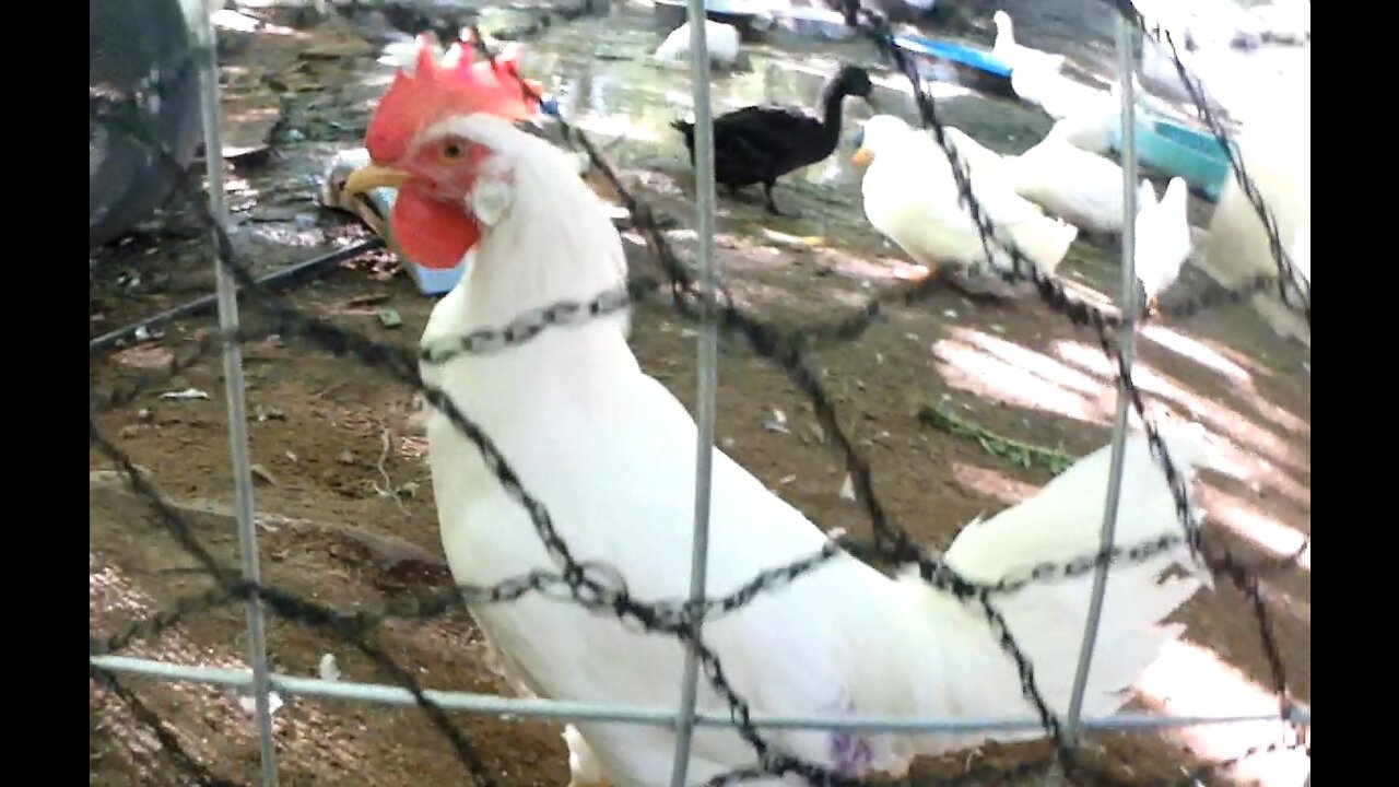 Leghorn Rooster and Chickens hanging out with the Ducks