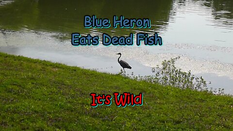 Blue Heron Eats Dead Fish