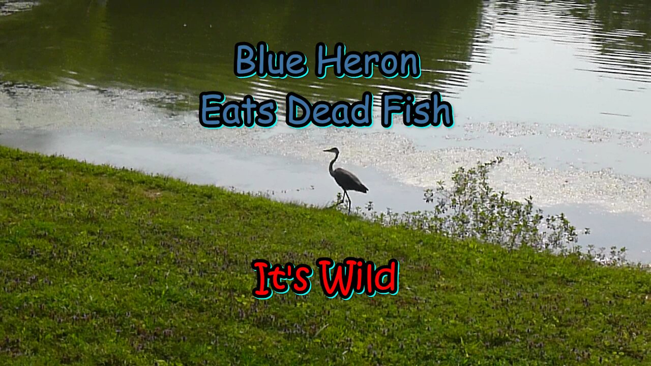 Blue Heron Eats Dead Fish