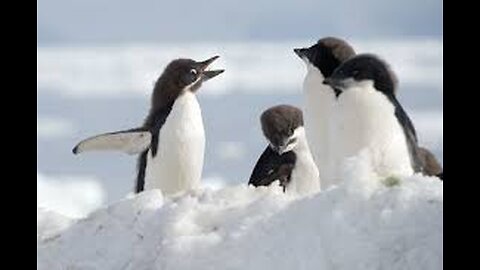 Do the Penguin Walk