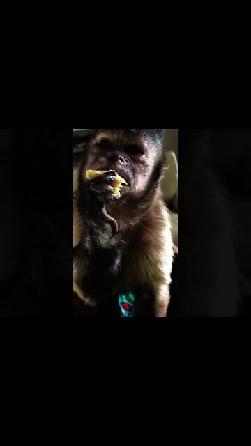 Chicken for lunch from Mrs Linda! So so yummy #shorts