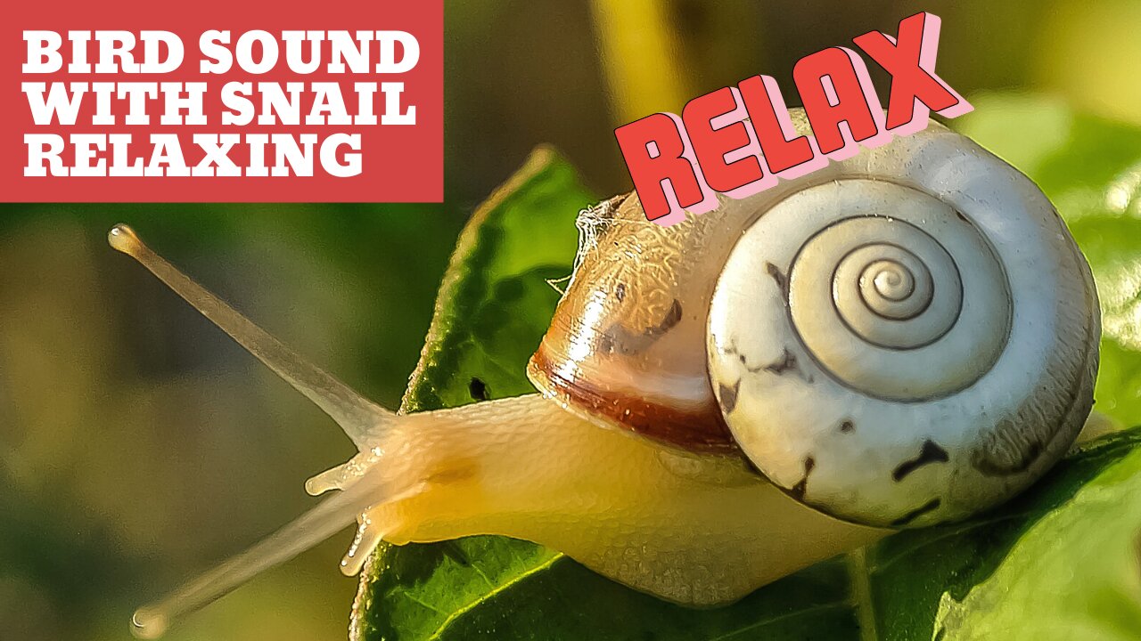 snail Relaxing- Bird sound-best relaxing background music