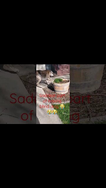 blind dog too excited 😭😭 #shortsvideo #dogs #social