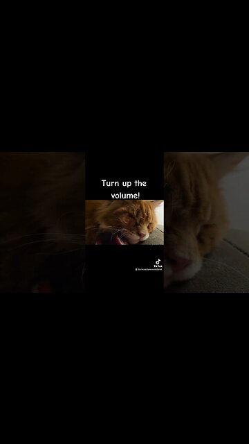Maine Coon Kitten Turn Up the Volume