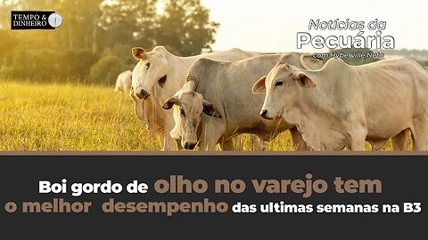 Boi gordo de olho no varejo tem o melhor desempenho das ultimas semanas na B3 e no mercado físico.