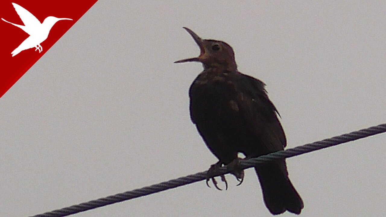 European starling - Sturnus vulgaris