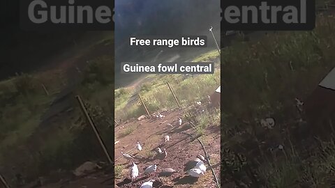 Farm surveillance of birds