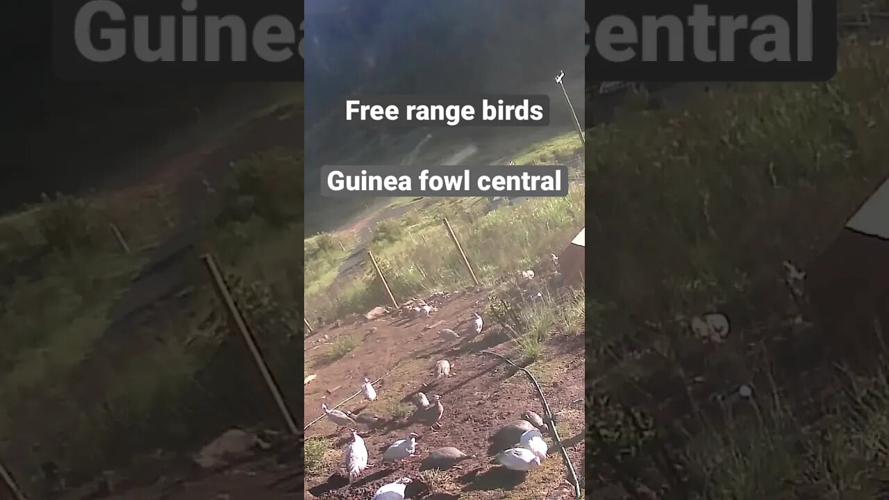 Farm surveillance of birds