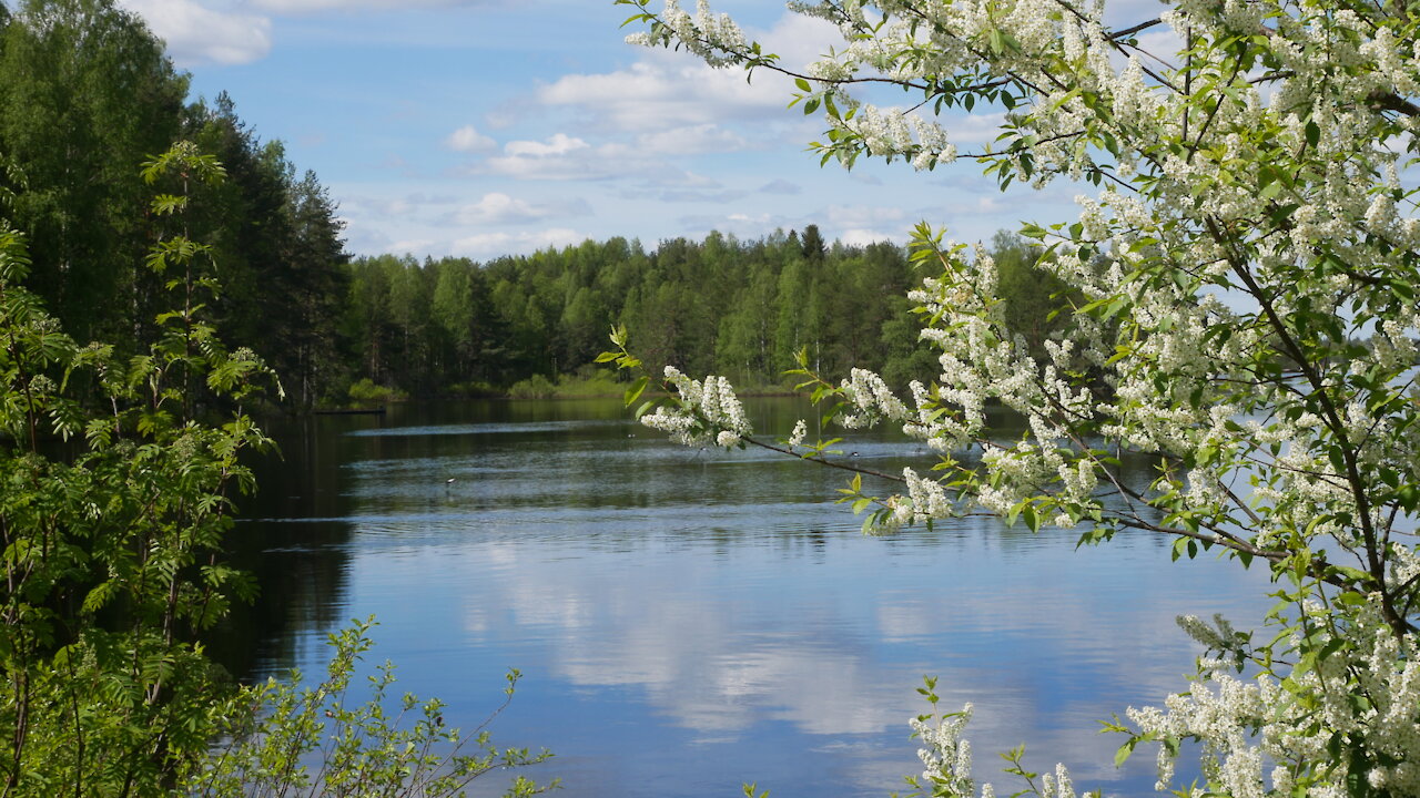 Walking in the surroundings of lush forest pond.