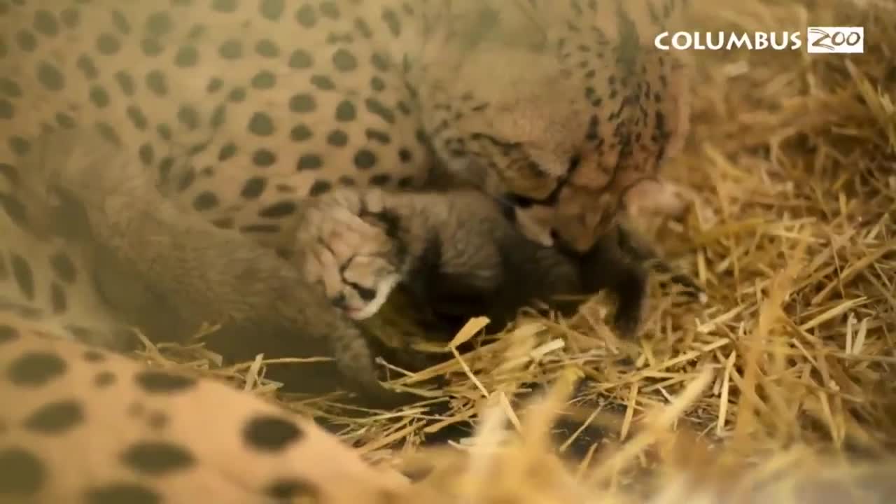 First in vitro cheetah cubs unveiled at Columbus Zoo