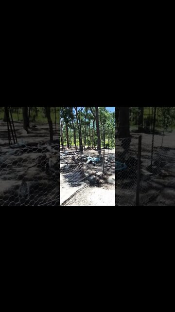 Some ducks enjoying the pond