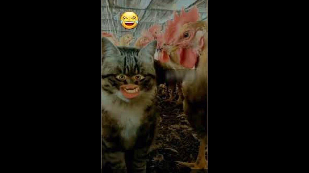 Bagad billa murga farm m 😂😂 Funny video !!