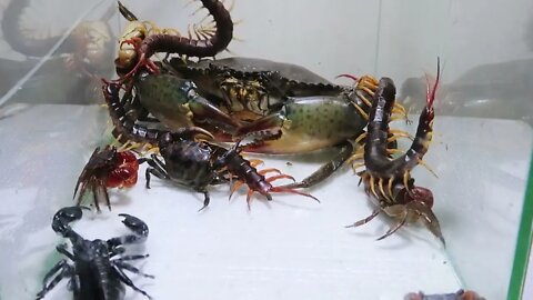 Sea Crab Centipede Emperor Scorpion Water36 6