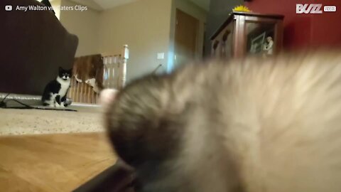 Ce furet coquin vole un selfie stick!