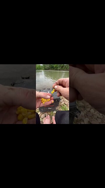 Encountered an old warrior on the river 🐟