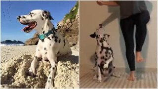 Dalmata esegue coreografia con la padrona