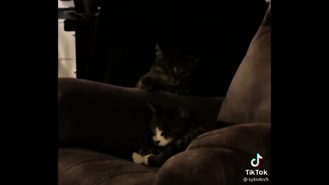 you always try to slap me me when I am sleeping 😂 funny cats#shorts