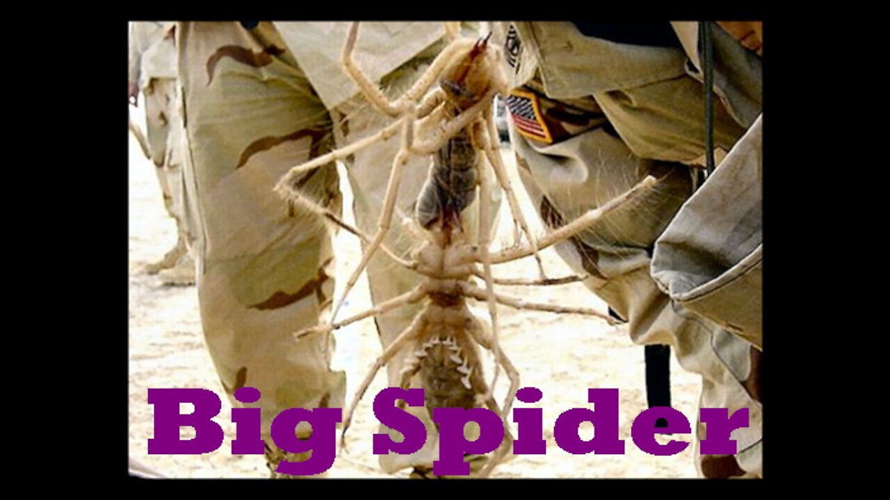 The 10 largest spiders in the world