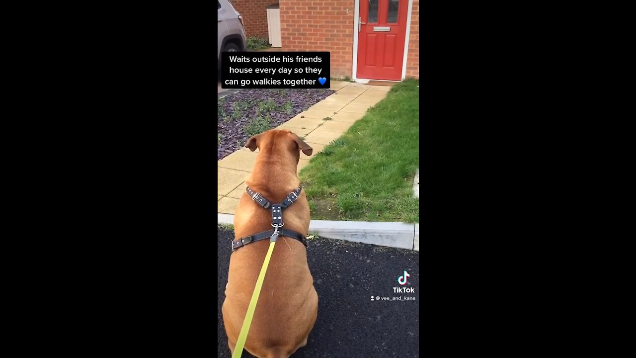 Big dog waits outside for his puppy friend everyday! So cute