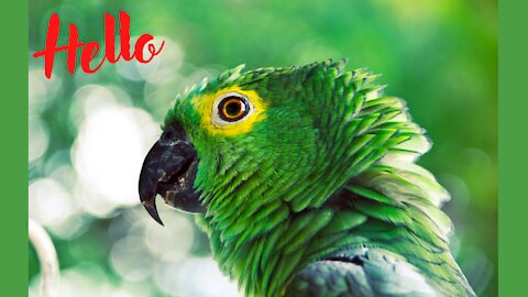 Parrot says Hello