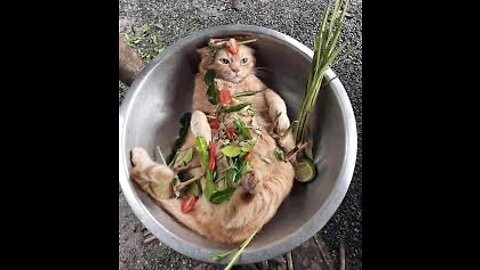 Relax and Watch Cook Cat