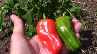 Candy Cane Variegated Pepper Taste Testing.