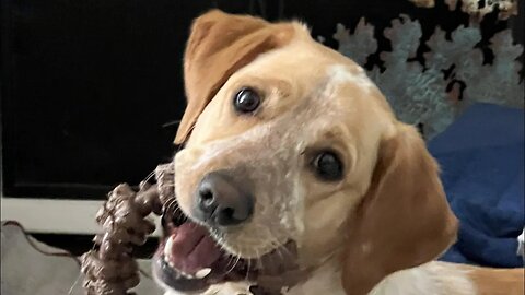 Here's Your Daily Dose Of Sweet, Adorable, Funny, Derpy Animals!!!