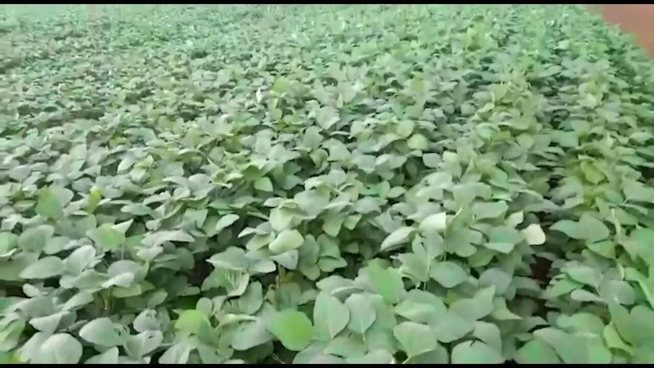 Soja florescendo com mais chuva em Campo Novo do Parecís, mostra Júlio Debiazi