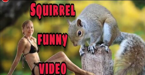 Squirrel funny video