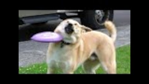 CUTSET PETS MOMENTS | LATEST VIDEO ON PETS | NEW PETS COMPLITION 😻🐶