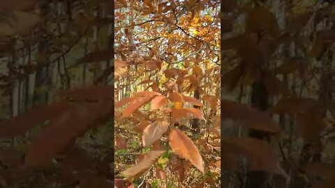 Be Like Beech Leaves
