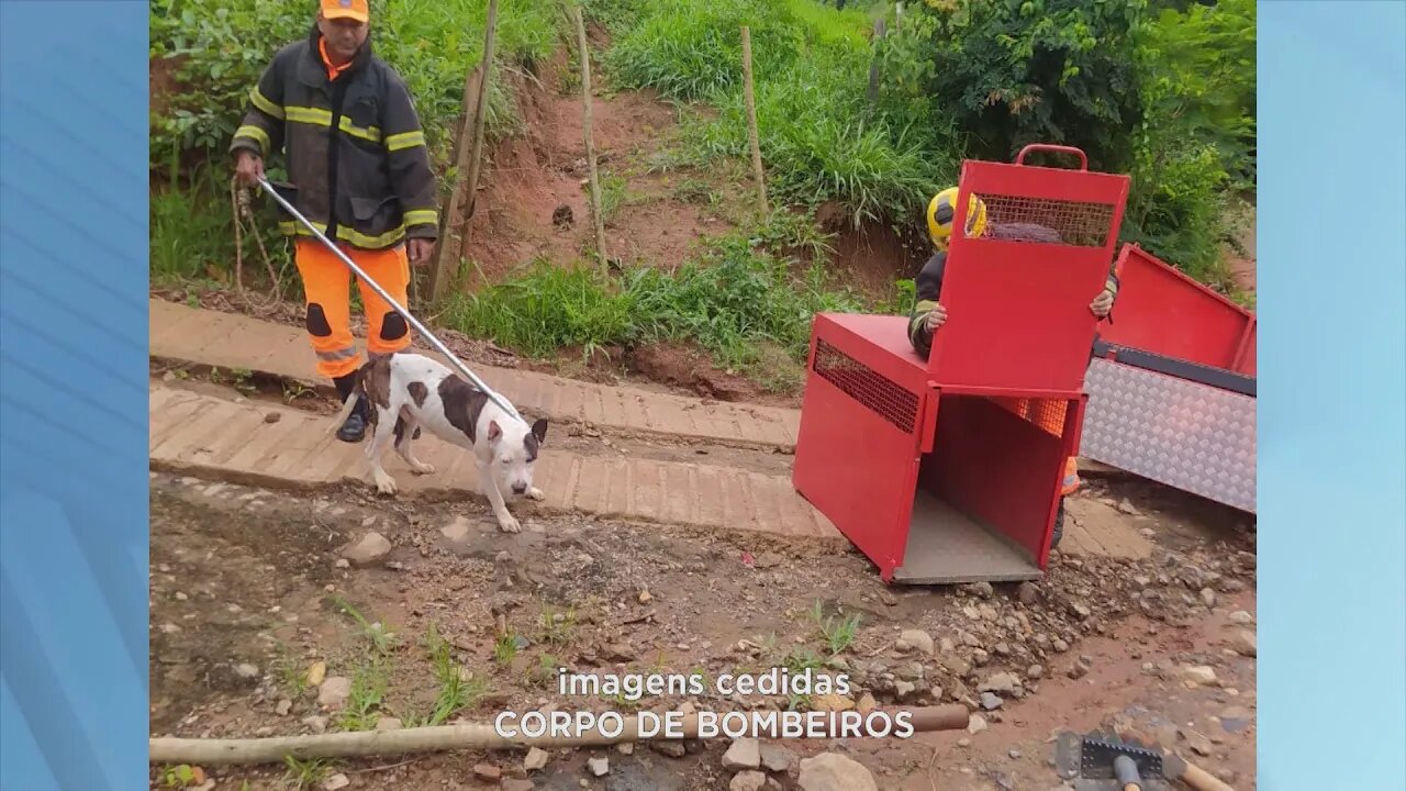 Córrego das Palmeiras: bombeiros capturam pitbull que estava solto na zona rural de Caratinga.