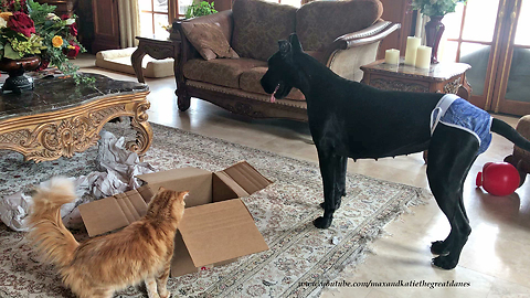 Great Dane and Cat Share the Gift of Jolly Balls