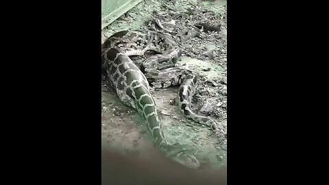 Snake vomits