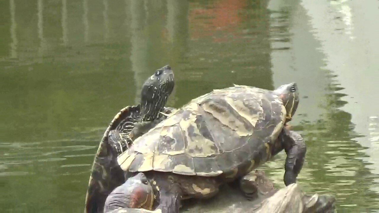 Turtles and Ducks at pool party