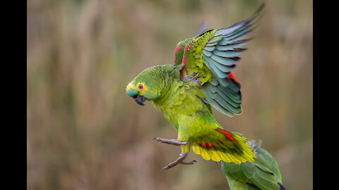 cute and cute parrot