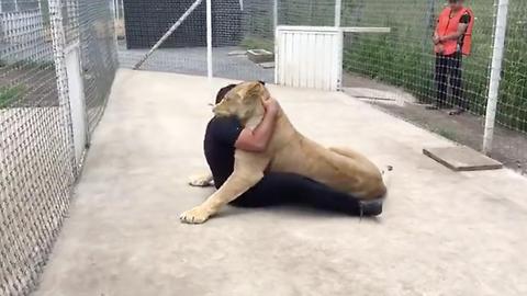 Kiara The Cuddly Liger