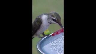 Hummingbirds